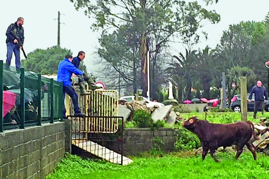 Três horas de aflição com um touro à solta 