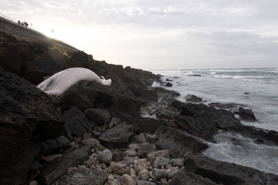 Marginal, interrupção, trânsito, baleia, remoção, Proteção Civil Municipal, Polícia Municipal