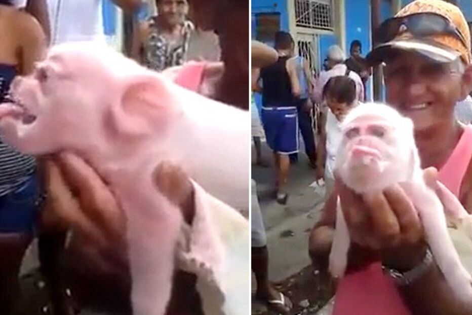 11-01-2016_21_32_15 porco macaco.jpg