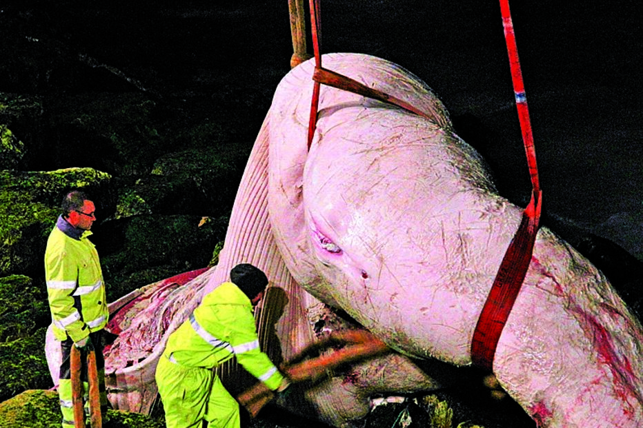 Baleia obriga a fechar Marginal por 4 horas 