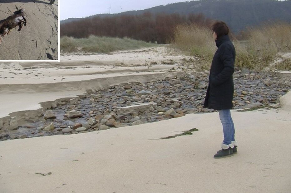 cadela, indignação, GNR, Praia do Lumiar, em Carreço, Viana do Castelo