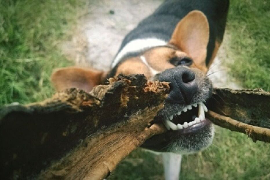 15-01-2016_13_46_40 cao morde.jpg