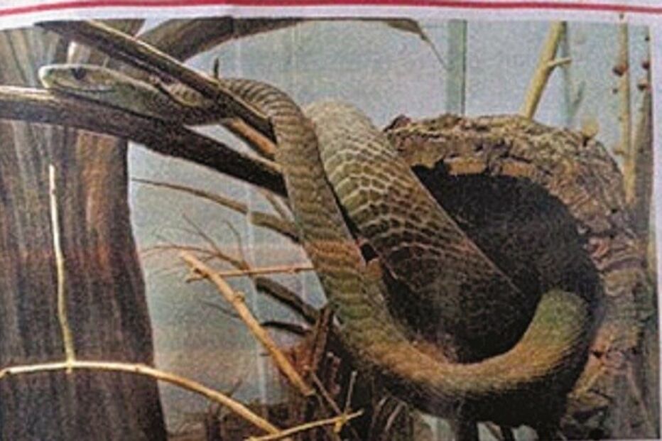 Londres, Reino Unido, Kings Cross, cobra, cartazes