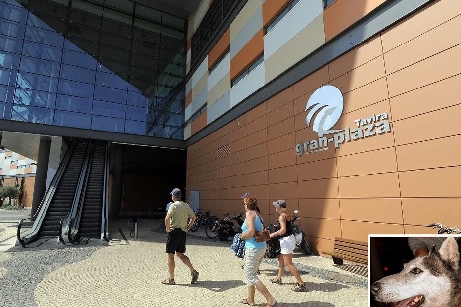 cão, desaparecimento, Pastor, dono, deficiente motor, shopping, Algarve, tavira, Tavira Gran-Plaza, raça,  husky