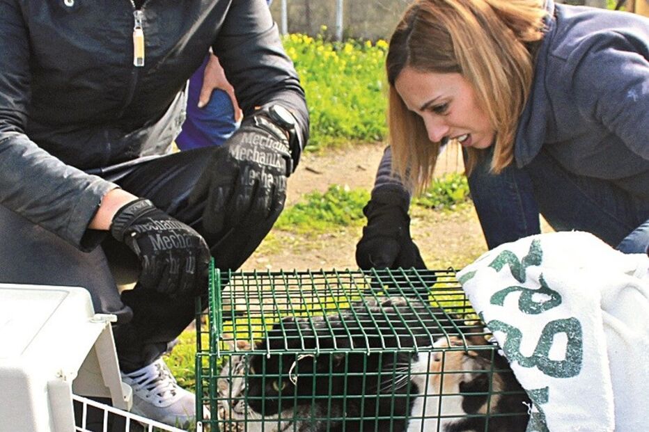 esterilização, gatos, Associação Abrigo dos Animais de Sines, Sines
