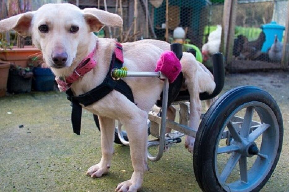 19-01-2016_21_33_47 ml cão.jpg