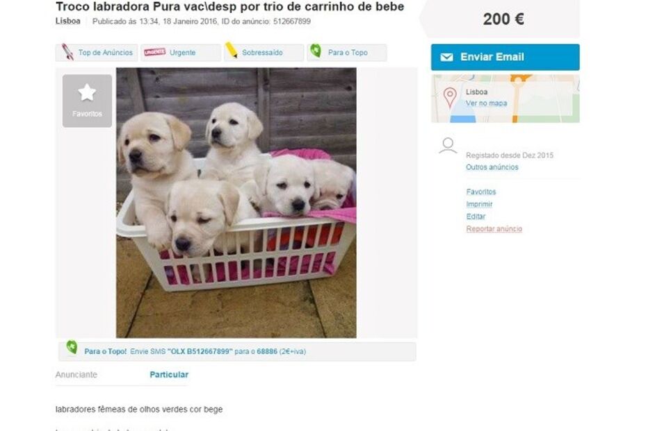 20-01-2016_15_09_06 caes bebe.jpg