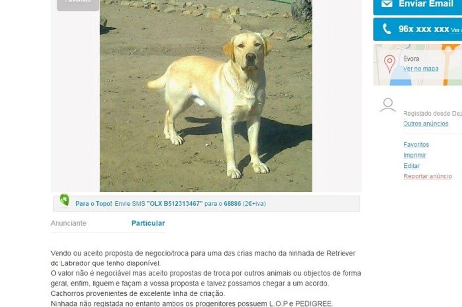 20-01-2016_15_09_09 labrador a1.jpg