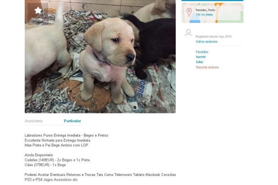 20-01-2016_15_09_10 labrador.jpg