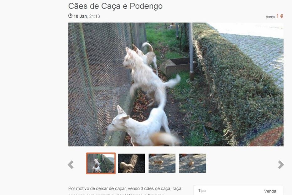 Sites de classificados, animais, maus-tratos, Custo Justo, petição, OLX, Ocasião, armas, GNR, cães, gatos, cavalos, cobras
