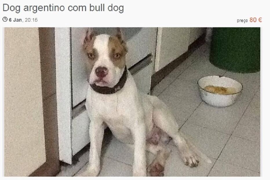 Sites de classificados, animais, maus-tratos, Custo Justo, petição, OLX, Ocasião, armas, GNR, cães, gatos, cavalos, cobras