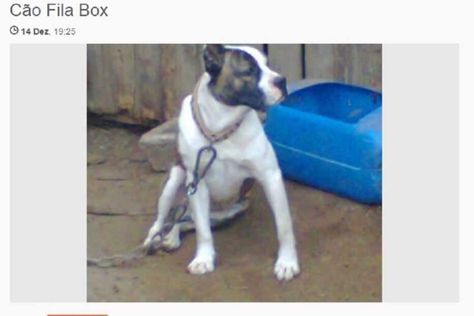 Sites de classificados, animais, maus-tratos, Custo Justo, petição, OLX, Ocasião, armas, GNR, cães, gatos, cavalos, cobras