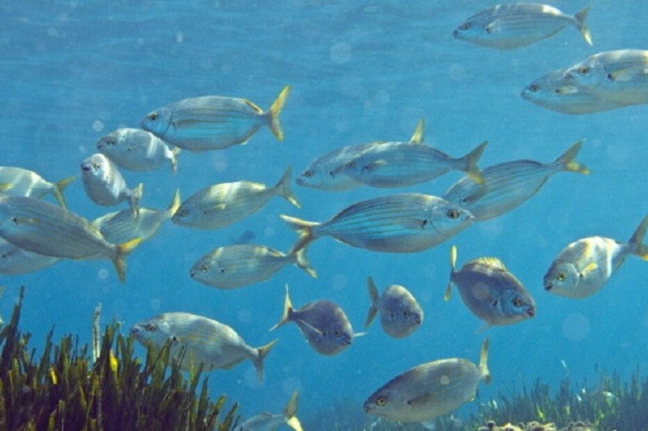 ambiente, peixes, Dióxido de carbono