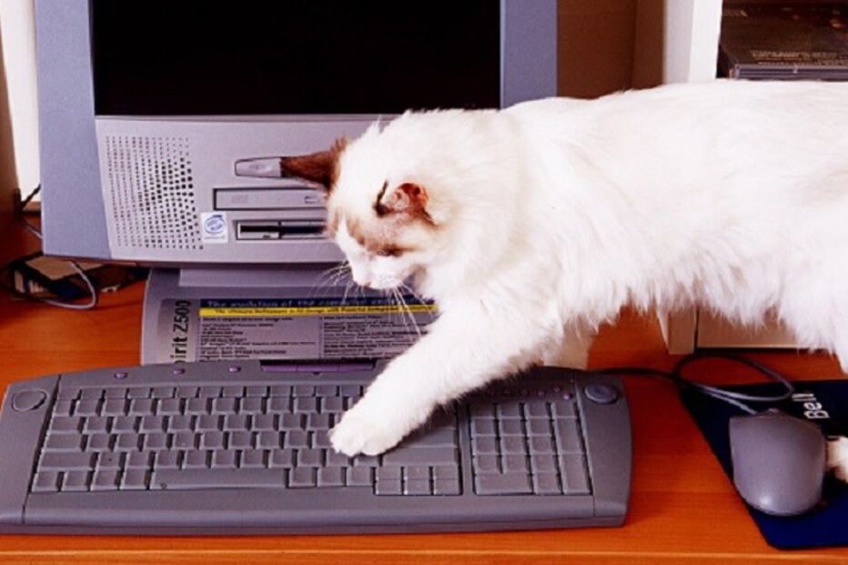 20-01-2016_22_04_11 ml gato.jpg