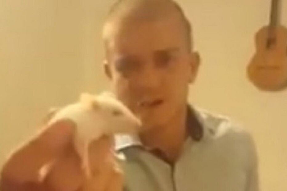 Ratos, animais, Reino Unido, Matt Maloney, vodka, álcool, vídeo viral