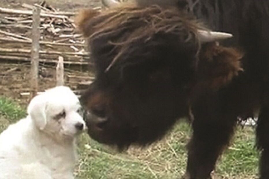 23-01-2016_21_30_31 ml cão bovino.jpg