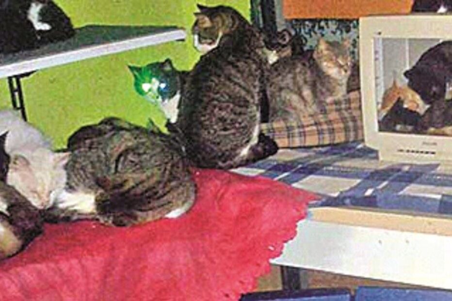 revolta, gatos, animais, Associação O Cantinho dos Gatos, Santa Iria da Azoia, Câmara de Loures, Conceição Coelho