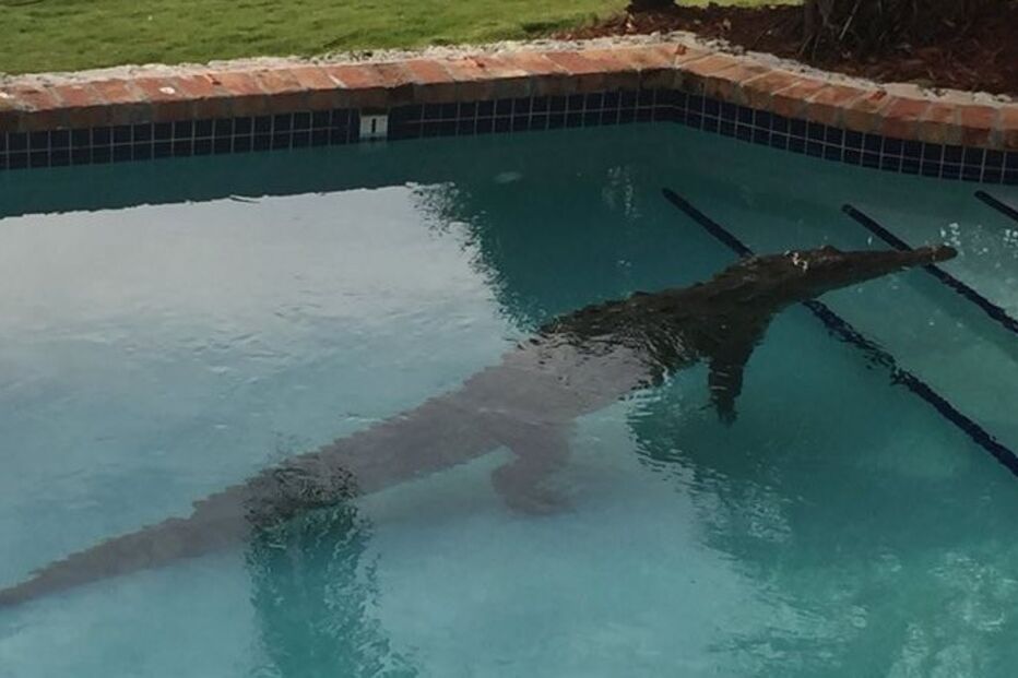 25-01-2016_20_10_08 30 ml croc.jpg