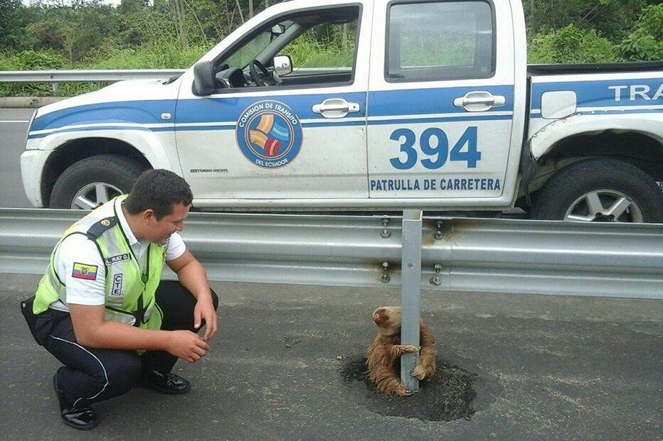 26-01-2016_19_56_47 preguiça.jpg