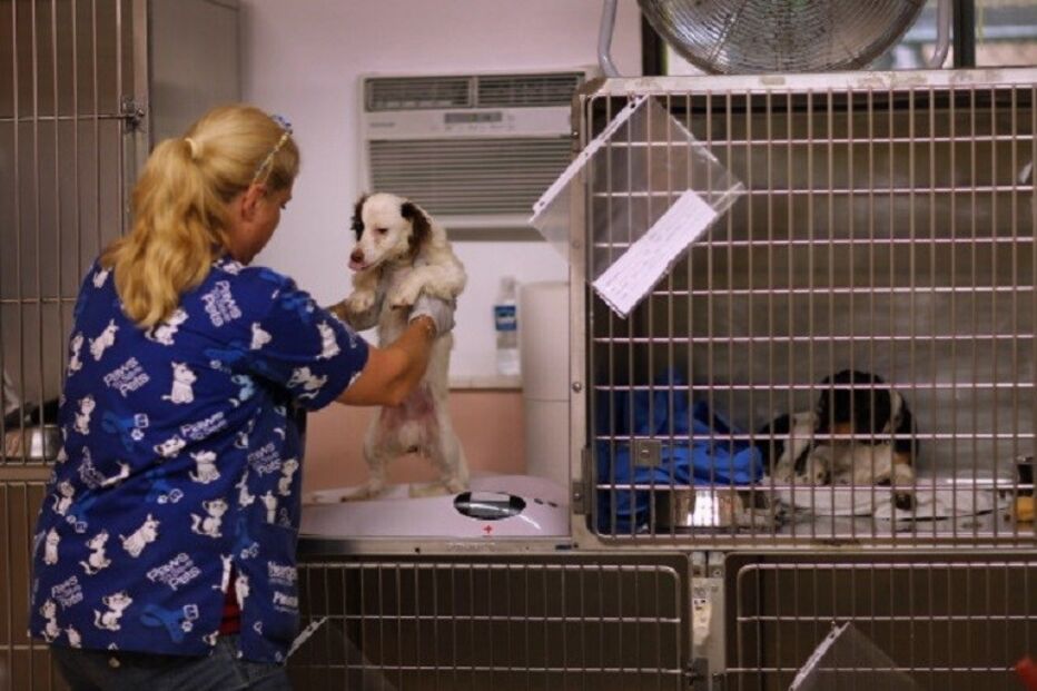 Animais, maus tratos, crime, lei e justiça, questões sociais, justiça e direitos