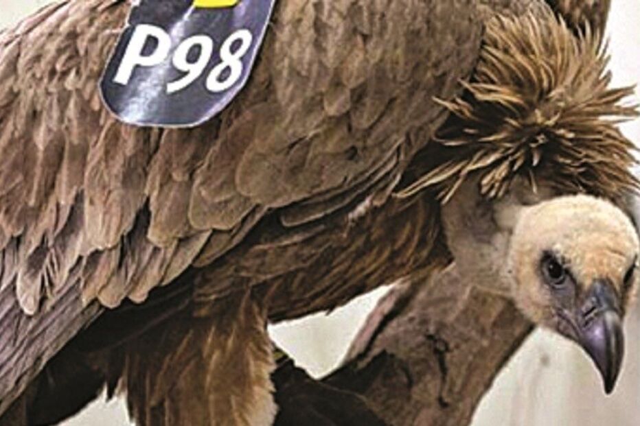 30-01-2016_23_50_37 34 ml abutre.jpg