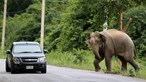 Elefante mata britânico no sul da Tailândia