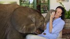 Mulher salva e adota elefante bebé