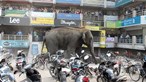 Elefante atacou três veículos com turistas