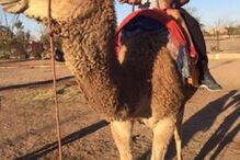 dolores aveiro, cristianinho