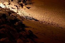 Caxias, praia da Giribita, Oeiras, hipotermia