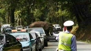 Elefante de coração partido destrói carros