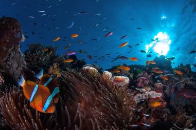 Austrália, Queensland, Governo, Supremo Tribunal Federal, Grande Barreira de Coral, ambiente, política