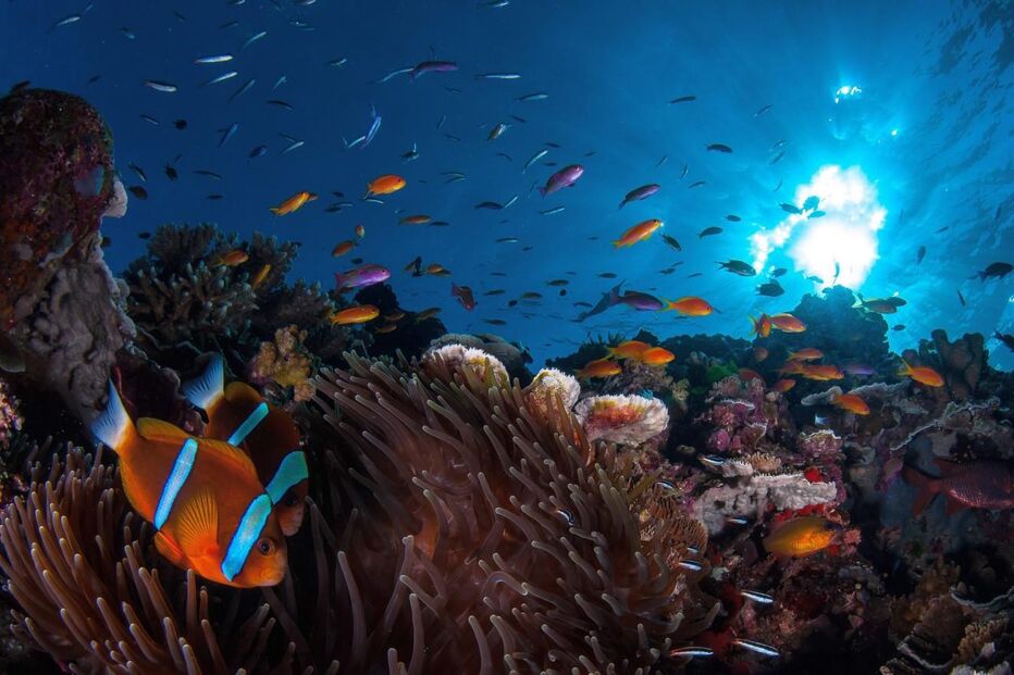 Austrália, Queensland, Governo, Supremo Tribunal Federal, Grande Barreira de Coral, ambiente, política