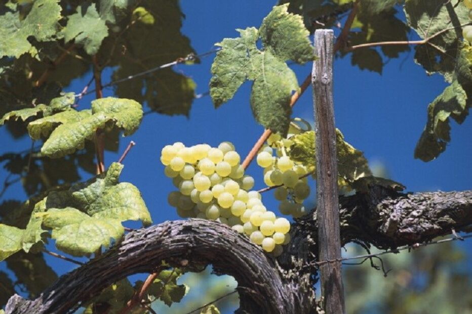 Comissão de Viticultura da Região dos Vinhos Verdes, macroeconomia, economia, negócios e finanças