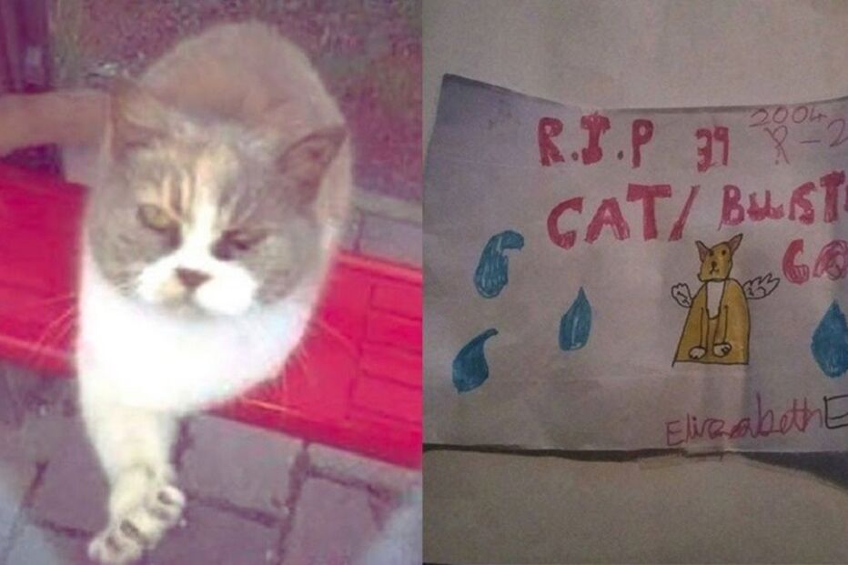 Gatos, Inglaterra, Missy, espancamento, animais, maus-tratos a animais, Hampshire, Inglaterra