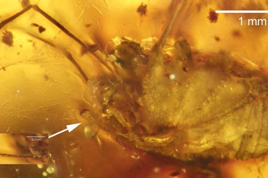 aranha, pénis, National Geographic