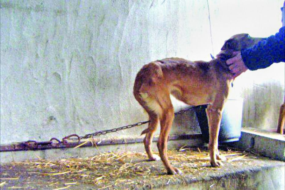 61 crimes contra animais em 2015  