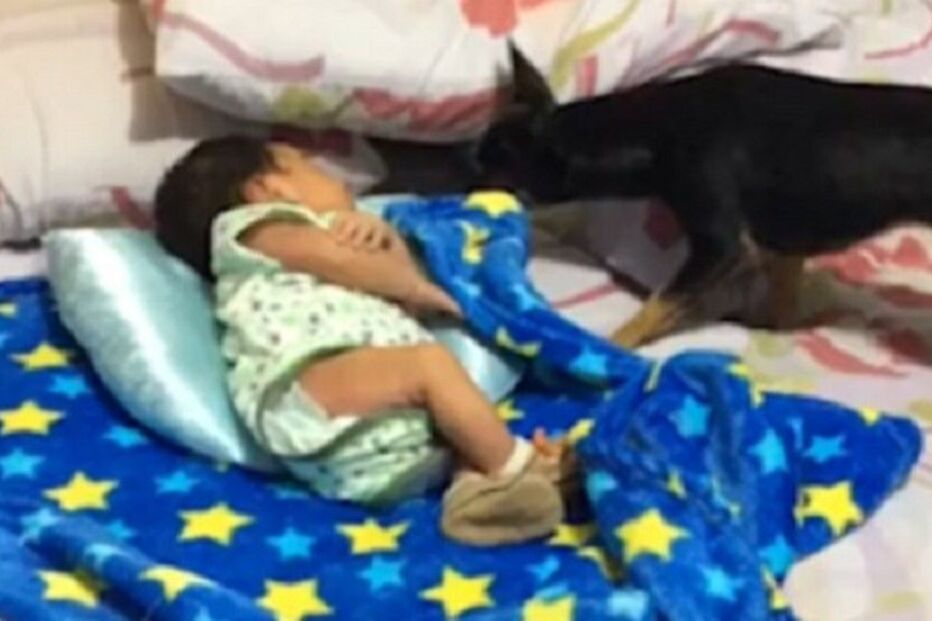 cão, aconchego, criança, animal, Espanha, Viral Hog, insólito