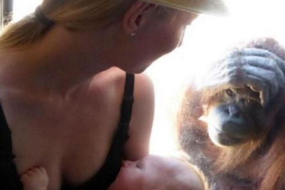 Elizabeth, Melbourne, ABC Melbourne, oragontango, Jardim Zoológico, animais