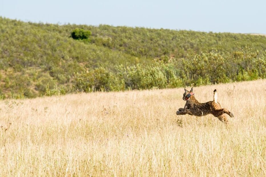 Mértola, Alentejo, natureza
