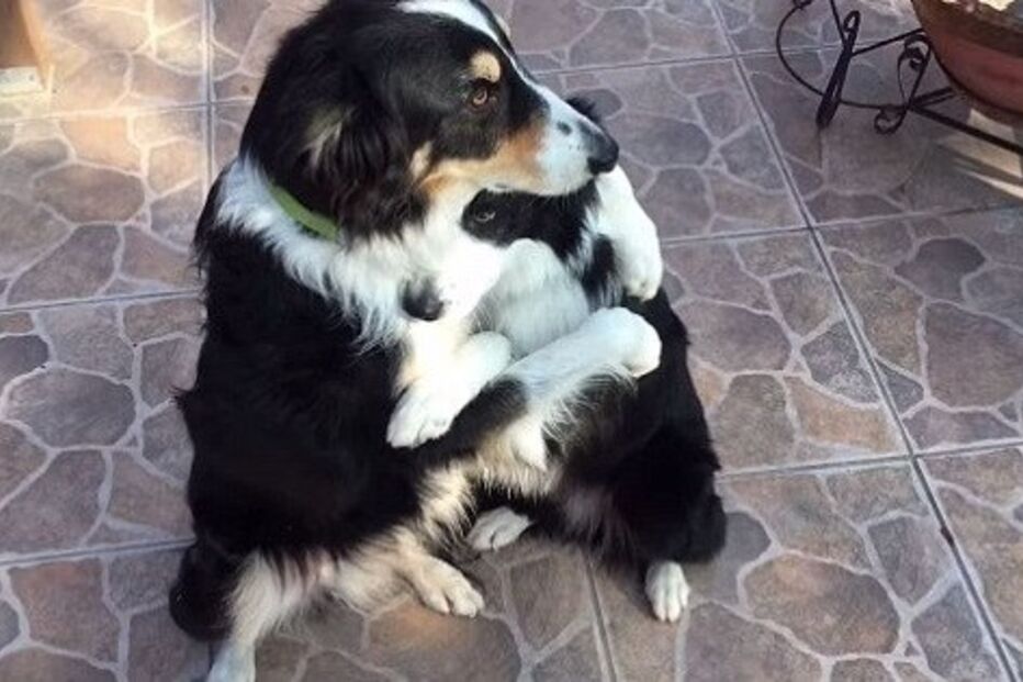 Cães, animais, border collie, Jenisa Myers, Texas, EUA, Estados Unidos, Dewey, Blaze, Dewey & Blaze Border Collies, vídeo viral