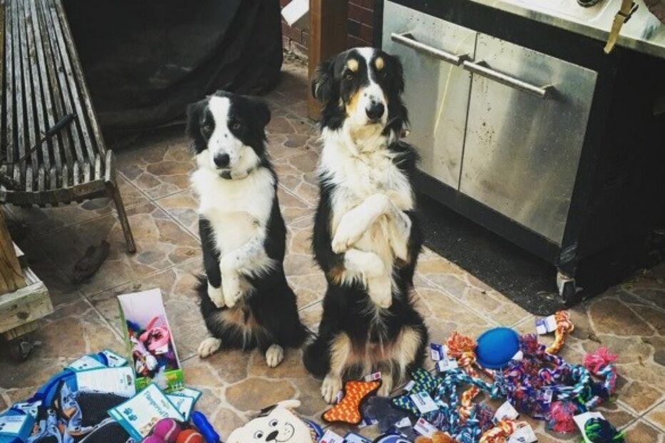 Cães, animais, border collie, Jenisa Myers, Texas, EUA, Estados Unidos, Dewey, Blaze, Dewey & Blaze Border Collies, vídeo viral