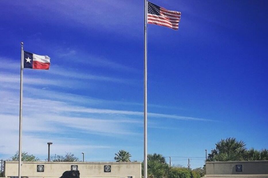 Cães, animais, border collie, Jenisa Myers, Texas, EUA, Estados Unidos, Dewey, Blaze, Dewey & Blaze Border Collies, vídeo viral