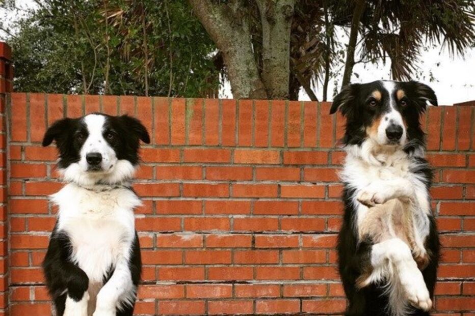 Cães, animais, border collie, Jenisa Myers, Texas, EUA, Estados Unidos, Dewey, Blaze, Dewey & Blaze Border Collies, vídeo viral
