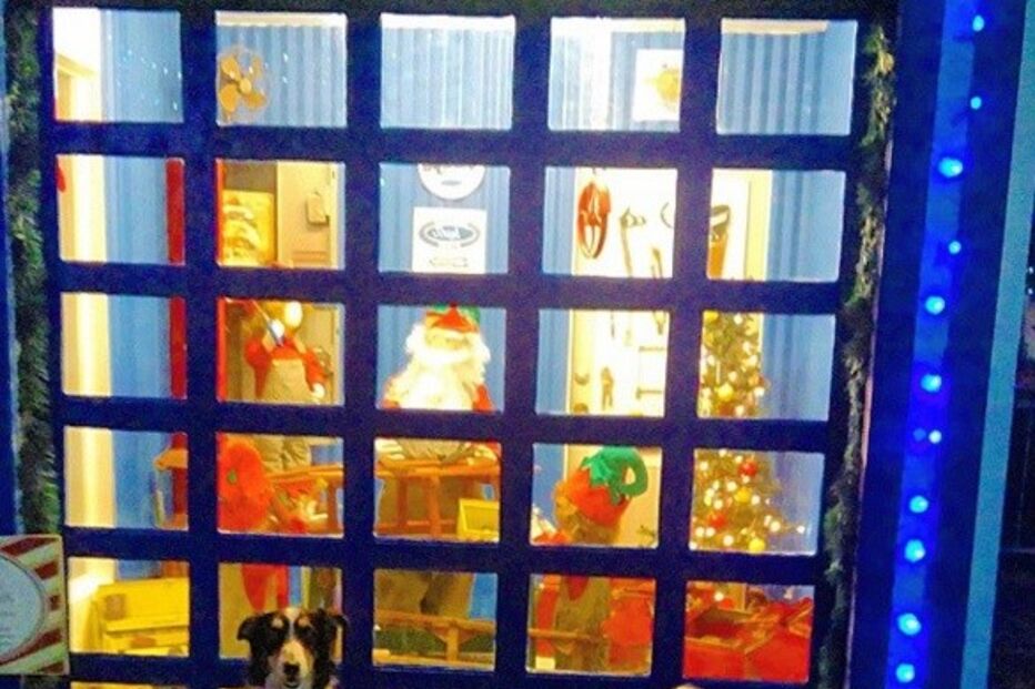 Cães, animais, border collie, Jenisa Myers, Texas, EUA, Estados Unidos, Dewey, Blaze, Dewey & Blaze Border Collies, vídeo viral