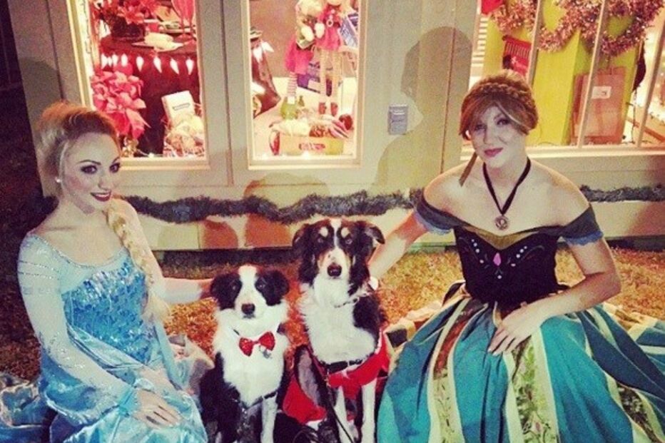 Cães, animais, border collie, Jenisa Myers, Texas, EUA, Estados Unidos, Dewey, Blaze, Dewey & Blaze Border Collies, vídeo viral