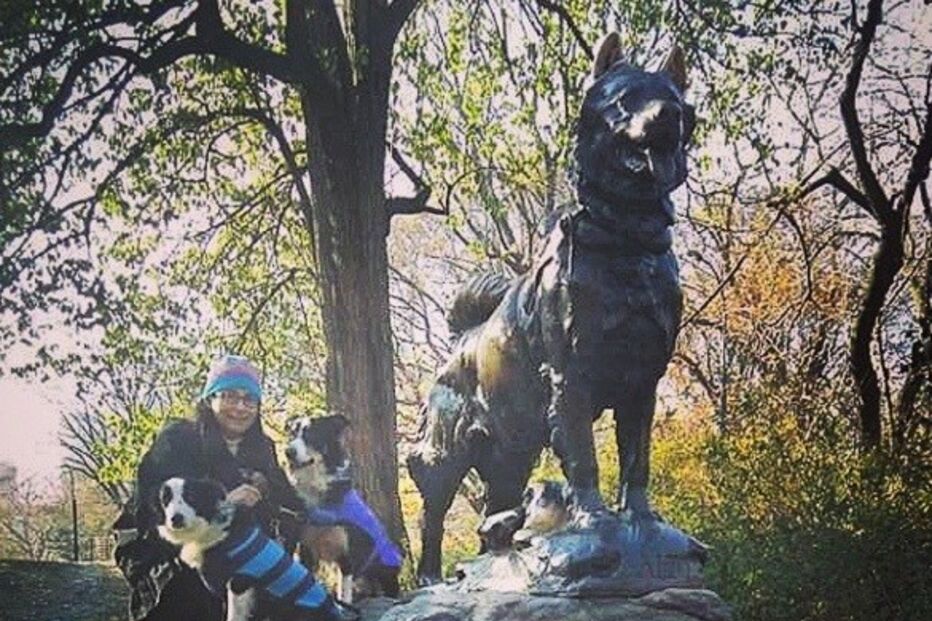 Cães, animais, border collie, Jenisa Myers, Texas, EUA, Estados Unidos, Dewey, Blaze, Dewey & Blaze Border Collies, vídeo viral