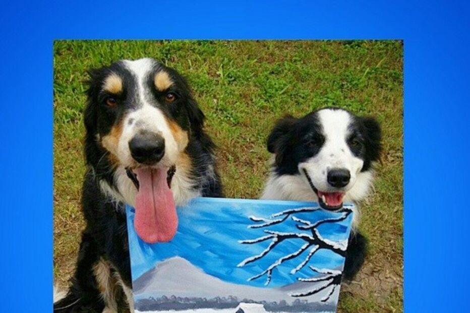 Cães, animais, border collie, Jenisa Myers, Texas, EUA, Estados Unidos, Dewey, Blaze, Dewey & Blaze Border Collies, vídeo viral