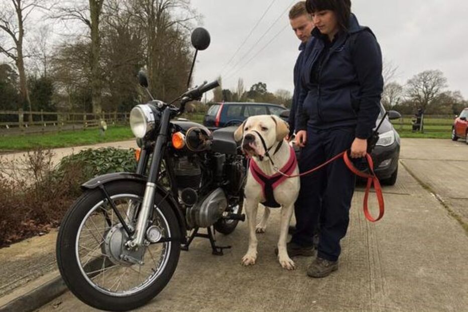 Cães, animais, Jagger, Reino Unido, Royal Society for The Prevention of Cruelty to Animals