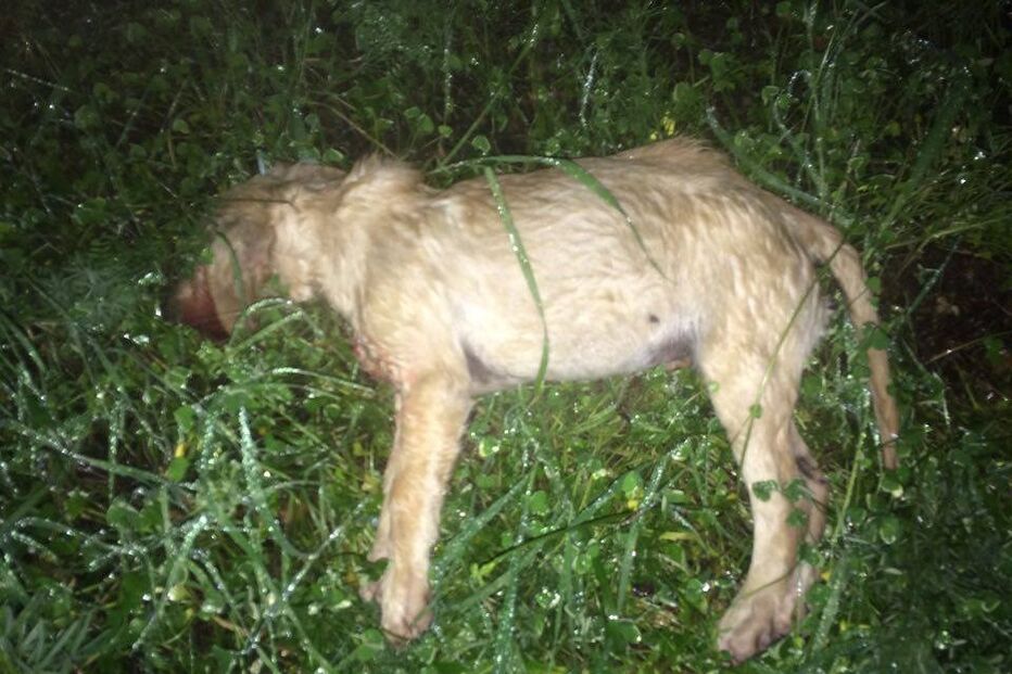 cães, évora, labradores, queixa, maus tratos, animais, óbito, gnr